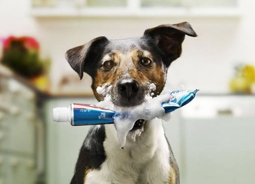 los perros realmente necesitan pasta de dientes