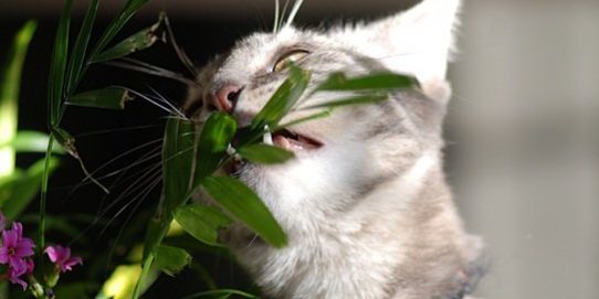 Qué plantas son seguras para tu gato? - Hospital Veterinario Donostia