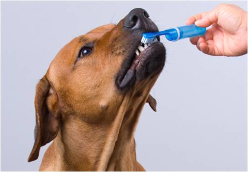 Surgir choque Caprichoso Higiene bucal en perros: 5 claves - Hospital Veterinario Donostia
