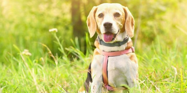 como sabes la edad de tu perro