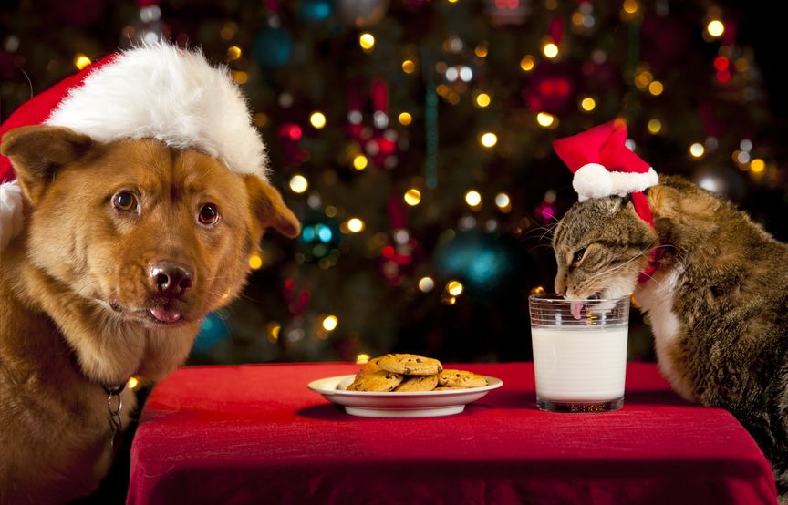 Navidad con tu mascota: los mejores - Hospital Veterinario