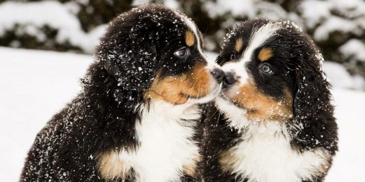 como cuidar a un perro en la nieve