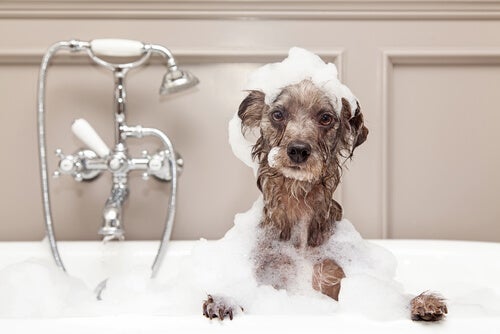 embotellamiento Cortar Largo La higiene de tu perro en invierno - Hospital Veterinario Donostia