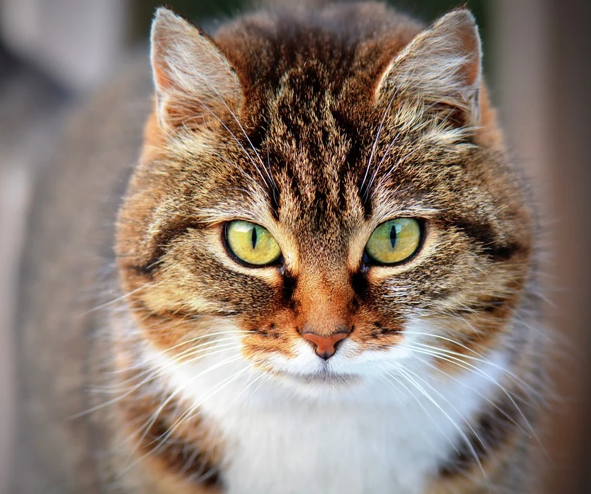 Carácter de los gatos: interpretando a los felinos - Hospital Veterinario  Donostia