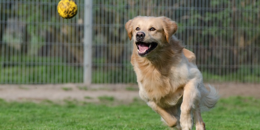 puedes ejercitar demasiado a tu perro