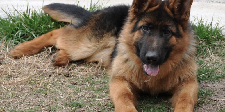 se puede pasear a un perro con displasia de cadera