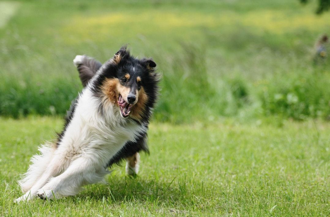 https://hospitalveterinariodonostia.com/wp-content/uploads/2023/06/Perro_.png