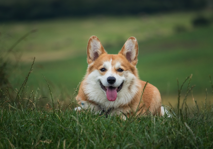 Es Mejor Dejar Que Tu Perro Tenga Una Camada